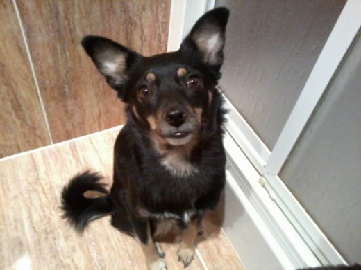 Esta es Linda, mi chica adoptada.